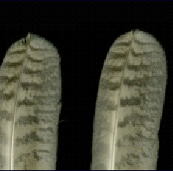 Dorsal view of the tail feathers of the European Eagle Owl