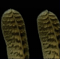 Vista ventral de las plumas de la cola del búho real europeo